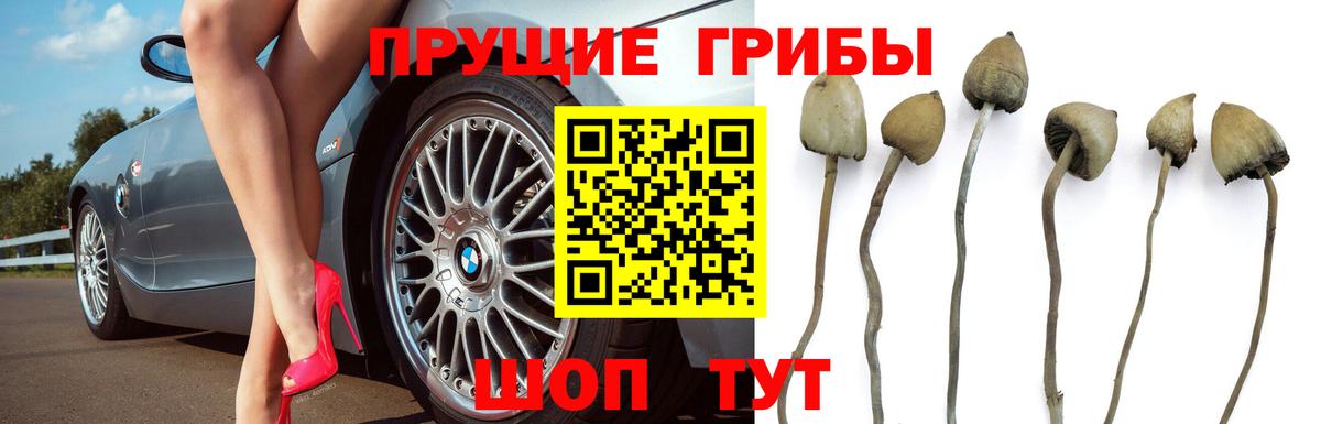 Великие Луки  Галлюциногенные грибы Cubensis  Вход с VPN 